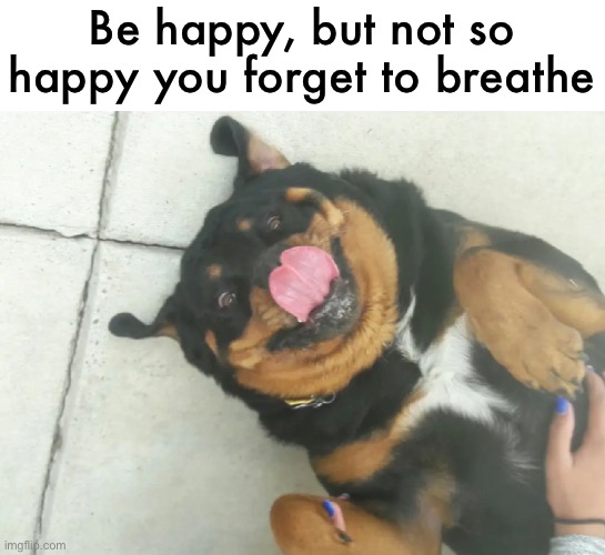 don’t worry, be happy | Be happy, but not so happy you forget to breathe | image tagged in funny,dog,meme,be happy | made w/ Imgflip meme maker