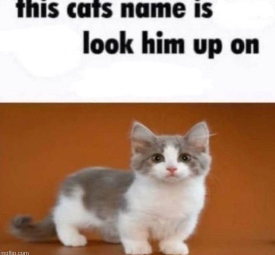 This cats name Blank Meme Template