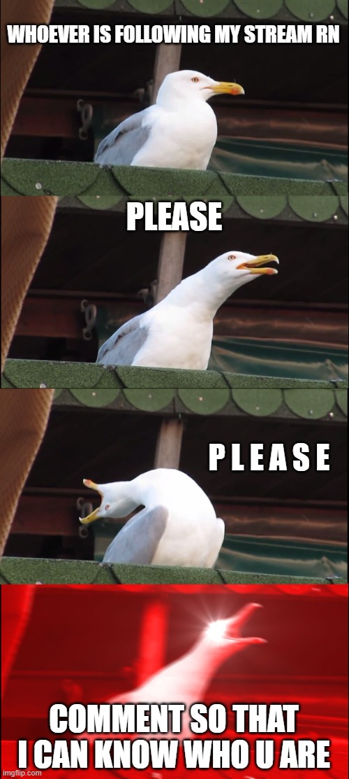 Inhaling Seagull | WHOEVER IS FOLLOWING MY STREAM RN; PLEASE; P L E A S E; COMMENT SO THAT I CAN KNOW WHO U ARE | image tagged in memes,inhaling seagull | made w/ Imgflip meme maker