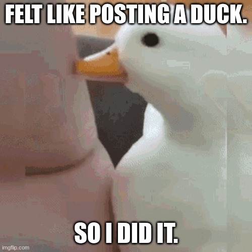 here is a little break from the chaos | FELT LIKE POSTING A DUCK. SO I DID IT. | image tagged in duck | made w/ Imgflip meme maker
