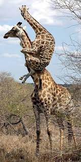 High Quality Piggyback girrafe Blank Meme Template