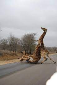 High Quality Drunk giraffe Blank Meme Template
