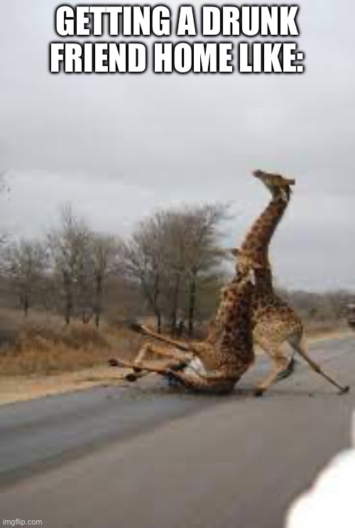 Drunk giraffe | GETTING A DRUNK FRIEND HOME LIKE: | image tagged in drunk giraffe | made w/ Imgflip meme maker