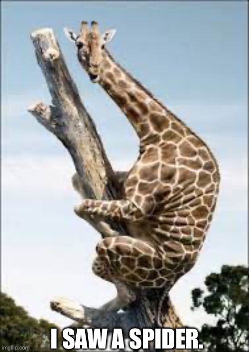 Scaredy giraffe | I SAW A SPIDER. | image tagged in scaredy giraffe | made w/ Imgflip meme maker