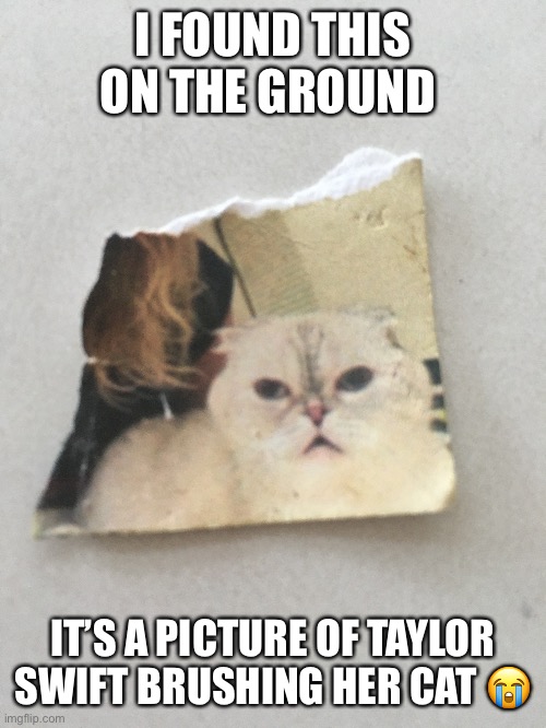 it look so angy. i bet the Taylor swift fans are like “INSANE WOWW” but I just like the cat fr | I FOUND THIS ON THE GROUND; IT’S A PICTURE OF TAYLOR SWIFT BRUSHING HER CAT 😭 | image tagged in cats,taylor swift,cat,picture,silly,flat-faced cat | made w/ Imgflip meme maker