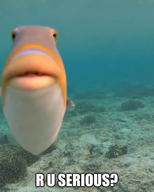 staring fish | R U SERIOUS? | image tagged in staring fish | made w/ Imgflip meme maker