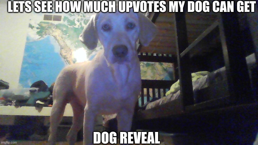 Lets see how many upvotes my dog can get | LETS SEE HOW MUCH UPVOTES MY DOG CAN GET; DOG REVEAL | image tagged in dogs,i love dogs,dog lover,see how many upvotes,my dogs name is halo,cute dogs | made w/ Imgflip meme maker