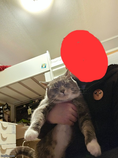 Dis my cat ? | image tagged in cat,oh wow are you actually reading these tags,stop reading the tags,stop it get some help | made w/ Imgflip meme maker