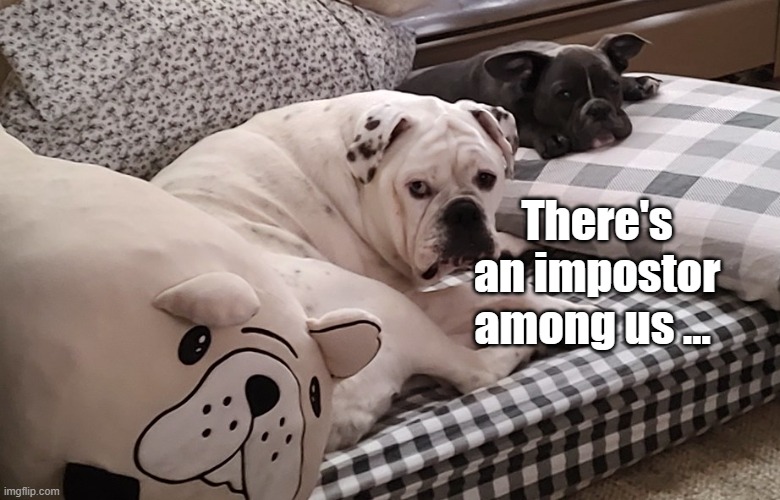 Doggo impostor | There's an impostor among us … | image tagged in dogs,cute dog,chillin,among us,impostor | made w/ Imgflip meme maker