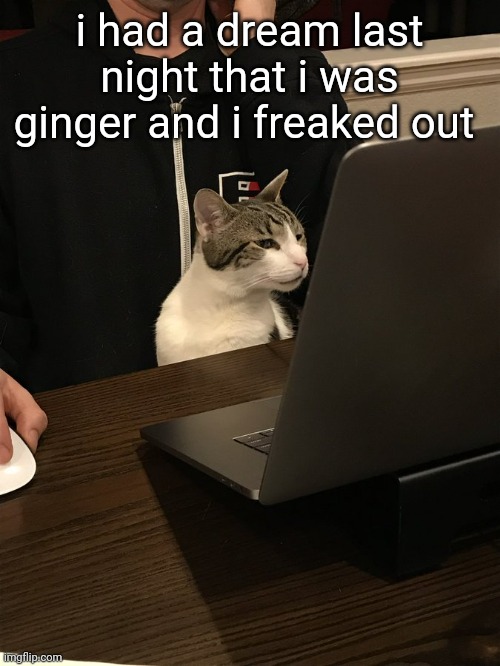 stare | i had a dream last night that i was ginger and i freaked out | image tagged in stare | made w/ Imgflip meme maker