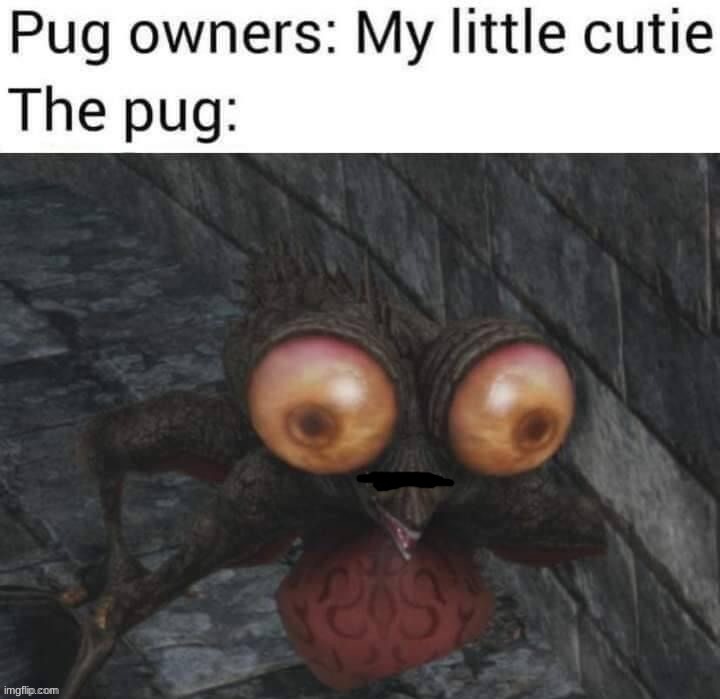 The pug Blank Meme Template