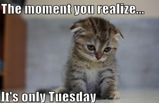 image tagged in cats | made w/ Imgflip meme maker