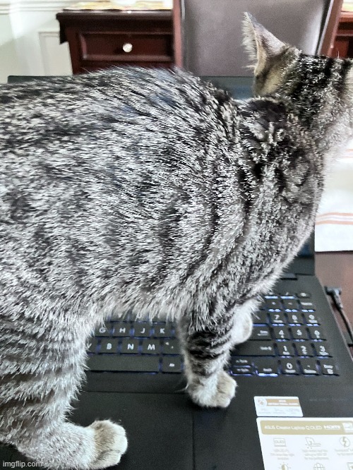 my cat doesn't let me do my work | made w/ Imgflip meme maker