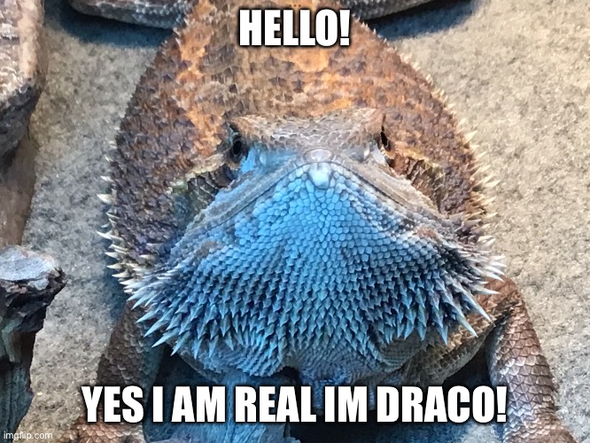 Hello | HELLO! YES I AM REAL IM DRACO! | image tagged in cutenes | made w/ Imgflip meme maker