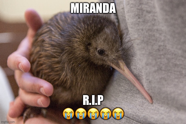 MIRANDA; R.I.P
😭😭😭😭😭 | made w/ Imgflip meme maker