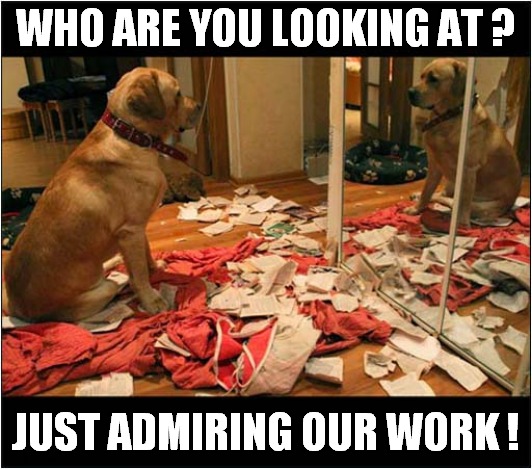 Reflections ! | WHO ARE YOU LOOKING AT ? JUST ADMIRING OUR WORK ! | image tagged in dogs,reflection,destruction | made w/ Imgflip meme maker