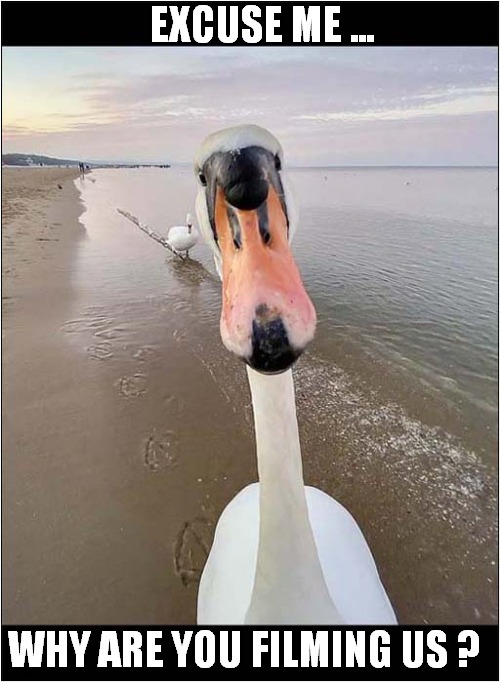 Swans Don't Like Unwanted Attention ! | EXCUSE ME ... WHY ARE YOU FILMING US ? | image tagged in swans,privacy | made w/ Imgflip meme maker