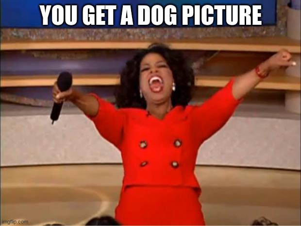 YOU GET A DOG PICTURE | image tagged in memes,oprah you get a | made w/ Imgflip meme maker