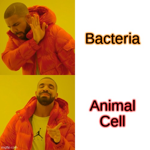 Drake Hotline Bling Meme | Bacteria; Animal Cell | image tagged in memes,drake hotline bling | made w/ Imgflip meme maker