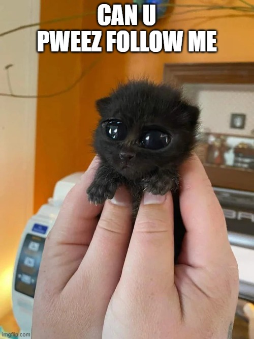 Adorable Kitten | CAN U PWEEZ FOLLOW ME | image tagged in adorable kitten | made w/ Imgflip meme maker
