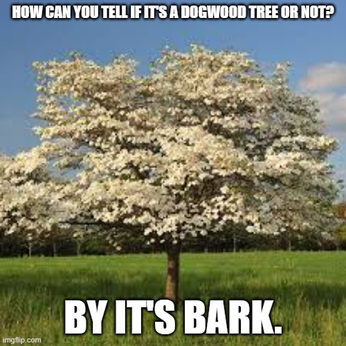 meme by Brad dogwood tree | HOW CAN YOU TELL IF IT'S A DOGWOOD TREE OR NOT? BY IT'S BARK. | image tagged in dog meme | made w/ Imgflip meme maker
