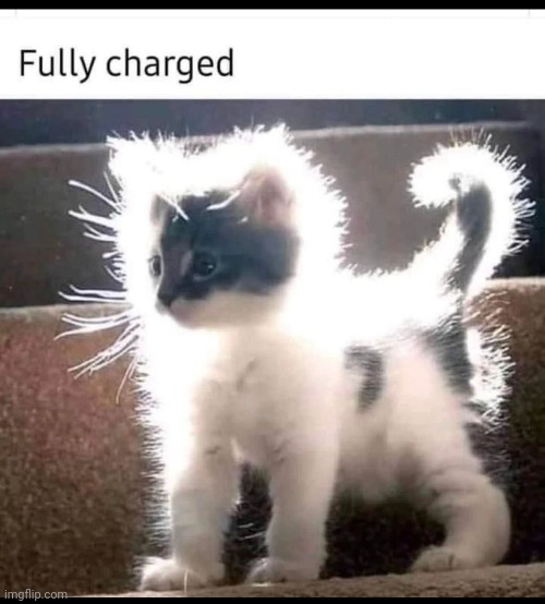 Kitty | image tagged in memes,shitpost,kitty,electricity | made w/ Imgflip meme maker