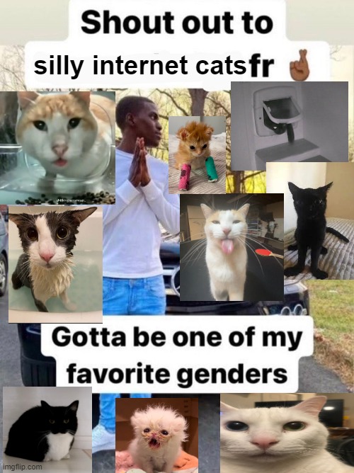 Shout out to.... Gotta be one of my favorite genders | silly internet cats | image tagged in shout out to gotta be one of my favorite genders | made w/ Imgflip meme maker