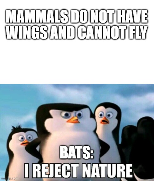 Animal memes #2 | MAMMALS DO NOT HAVE WINGS AND CANNOT FLY; BATS: | image tagged in funny memes | made w/ Imgflip meme maker