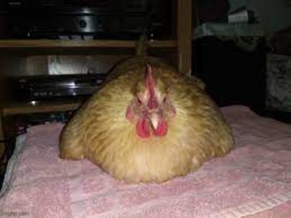 Chicken #31 | image tagged in cursed,cursed iamge,fun | made w/ Imgflip meme maker
