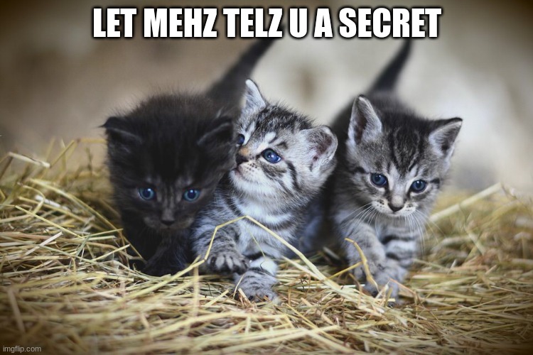 LET MEHZ TELZ U A SECRET | image tagged in i love cats | made w/ Imgflip meme maker