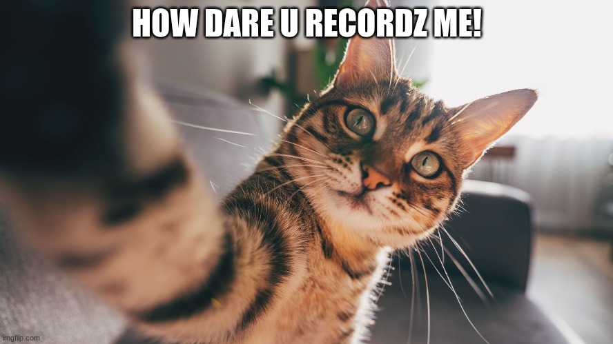 HOW DARE U RECORDZ ME! | image tagged in cats | made w/ Imgflip meme maker