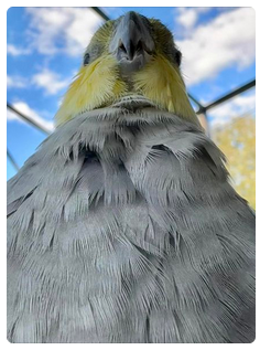 High Quality Bird Pathetic Blank Meme Template