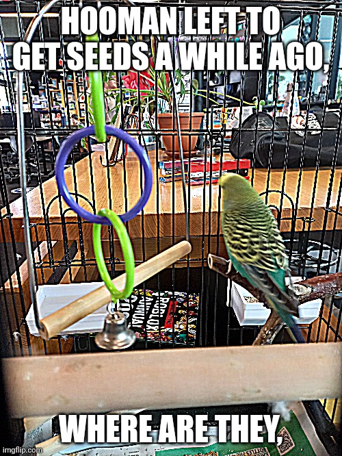 HOOMAN LEFT TO GET SEEDS A WHILE AGO, WHERE ARE THEY, | made w/ Imgflip meme maker