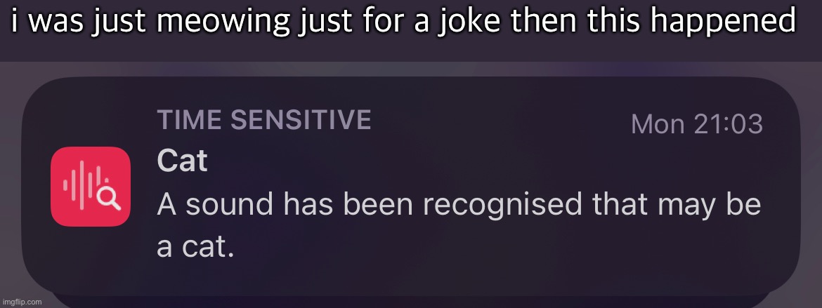 i was just meowing just for a joke then this happened | made w/ Imgflip meme maker