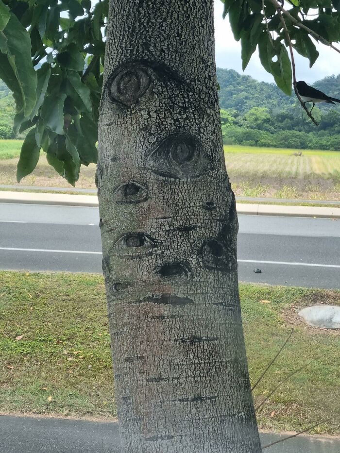 Tree with eyes Blank Meme Template