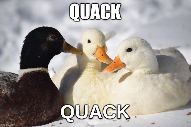 Dunkin Ducks | QUACK; QUACK | image tagged in dunkin ducks | made w/ Imgflip meme maker