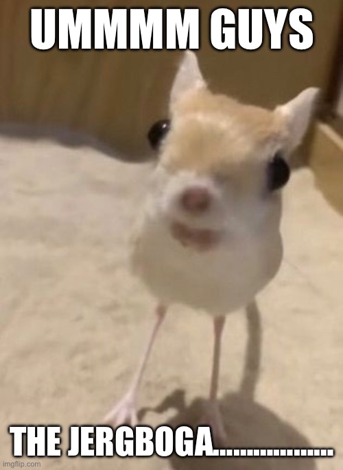 Jergboga | UMMMM GUYS; THE JERGBOGA……………… | image tagged in jerboa,animal | made w/ Imgflip meme maker