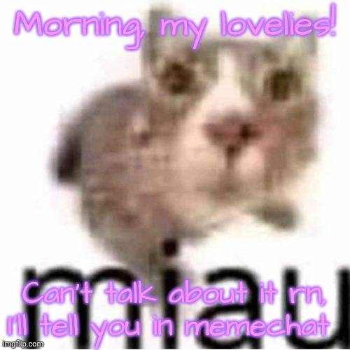 miau | Morning, my lovelies! Can't talk about it rn, I'll tell you in memechat | image tagged in miau | made w/ Imgflip meme maker