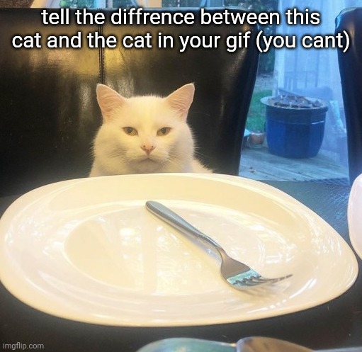 SMUDGE NO FOOD | tell the diffrence between this cat and the cat in your gif (you cant) | image tagged in smudge no food | made w/ Imgflip meme maker