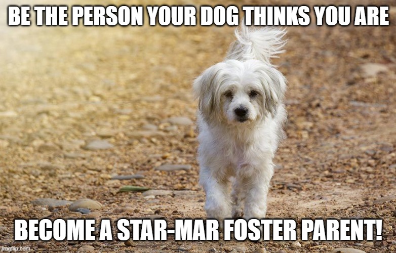 Foster Homes Needed | BE THE PERSON YOUR DOG THINKS YOU ARE; BECOME A STAR-MAR FOSTER PARENT! | image tagged in foster homes needed | made w/ Imgflip meme maker