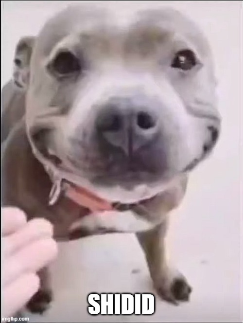 average pitbull named cupcake | SHIDID | image tagged in average pitbull named cupcake | made w/ Imgflip meme maker