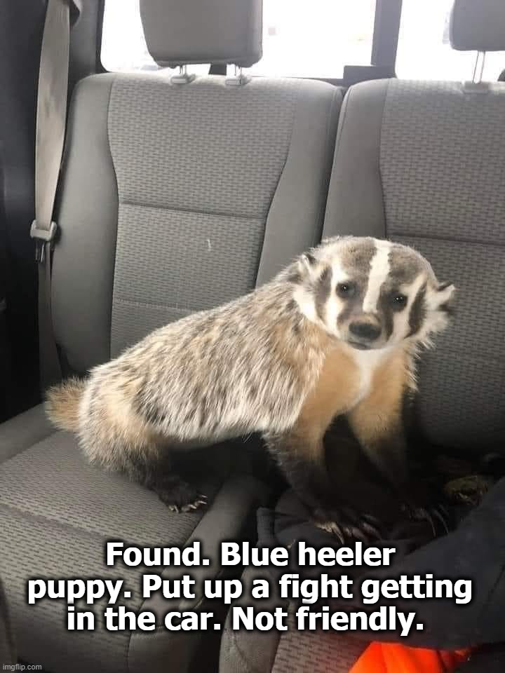 Found. Blue heeler puppy. | Found. Blue heeler puppy. Put up a fight getting in the car. Not friendly. | image tagged in blue heeler,cute puppy,puppy week,stupid people,lost and found,special kind of stupid | made w/ Imgflip meme maker