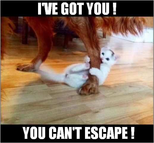 Kitten Vs Red Setter ! | I'VE GOT YOU ! YOU CAN'T ESCAPE ! | image tagged in cats,kitten,dog,red setter,attack | made w/ Imgflip meme maker