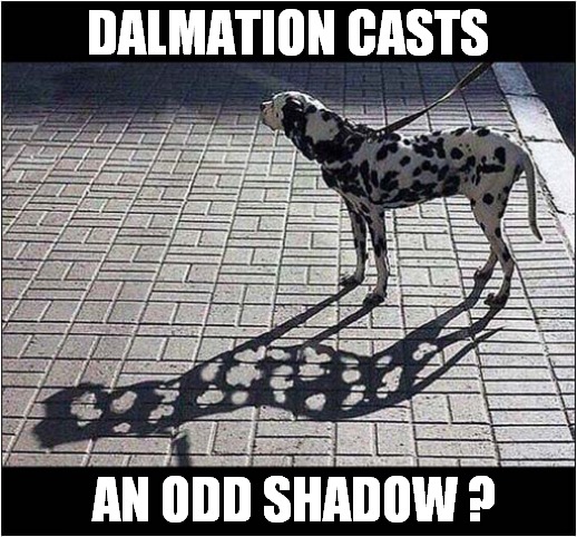 A Light And Dark Dog | DALMATION CASTS; AN ODD SHADOW ? | image tagged in dogs,shadow | made w/ Imgflip meme maker