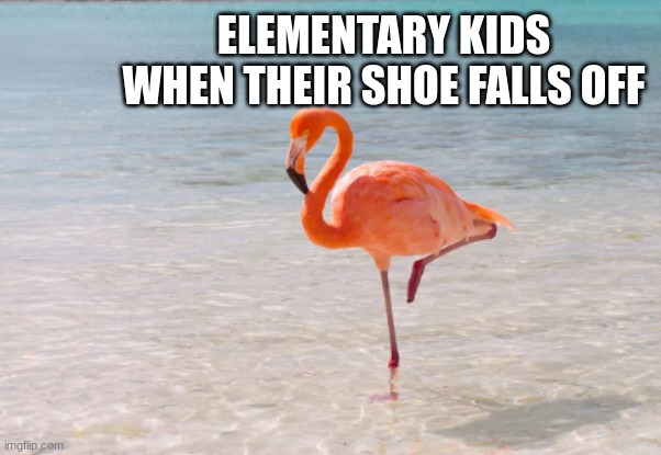 ELEMENTARY KIDS WHEN THEIR SHOE FALLS OFF | image tagged in elementary,flamingo | made w/ Imgflip meme maker