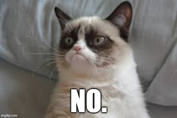 grumpy cat is mad now | NO. | image tagged in grumpy cat,y u no | made w/ Imgflip meme maker