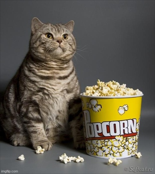 mew | image tagged in cat eating popcorn | made w/ Imgflip meme maker