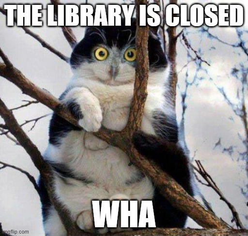 Shocked drug cat | THE LIBRARY IS CLOSED; WHA | image tagged in shocked drug cat | made w/ Imgflip meme maker