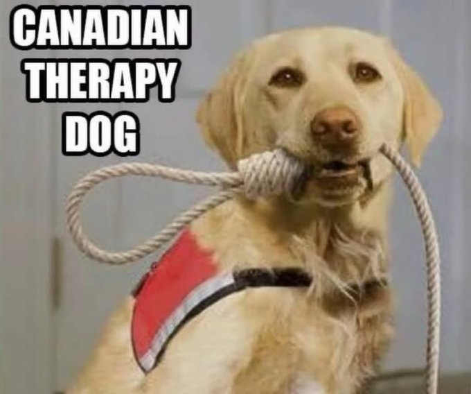 High Quality Canadian Therapy Dog Blank Meme Template