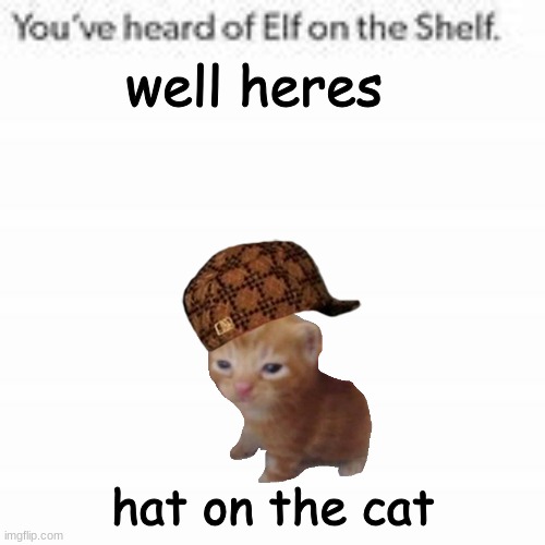 lets goooo | well heres; hat on the cat | image tagged in you've heard of elf on the shelf | made w/ Imgflip meme maker